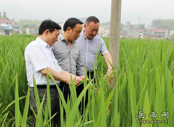 科技富民強(qiáng)縣項(xiàng)目助推岳西茭白產(chǎn)業(yè)發(fā)展